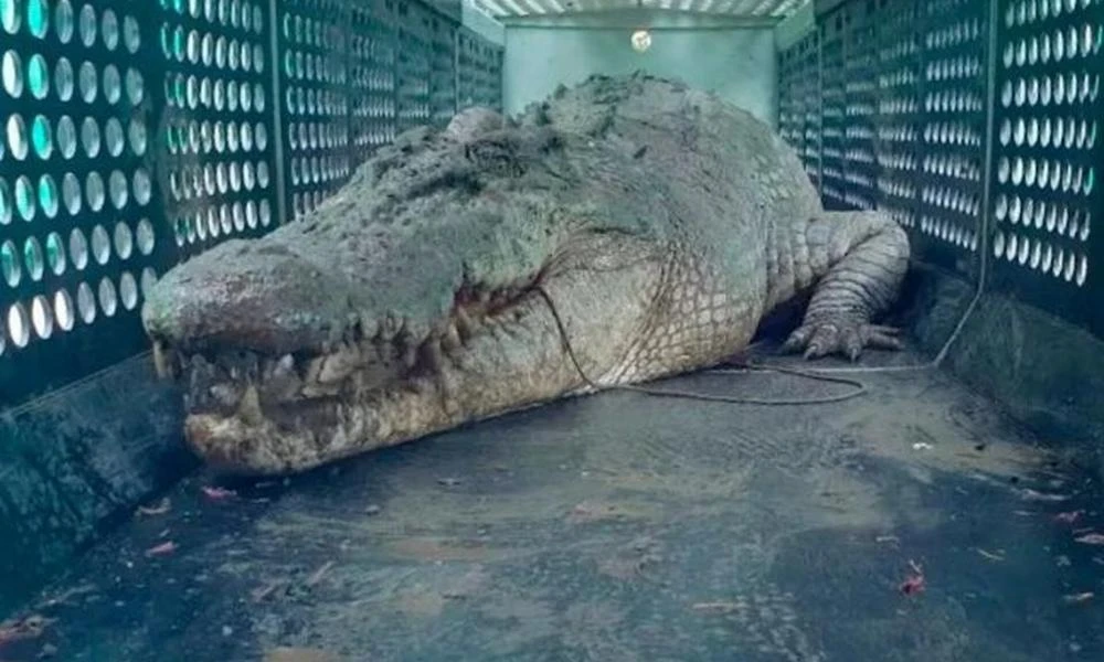 Κροκόδειλος 4 μέτρων επιτέθηκε σε χωριό - Πώς τον αντιμετώπισαν